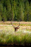 Deer