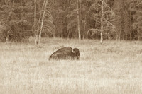 Buffalo/Bison