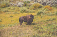 Buffalo