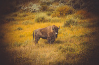 Buffalo