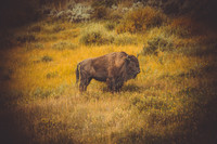 Buffalo