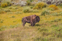 Buffalo
