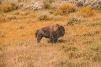 Buffalo