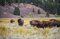 Buffalo
