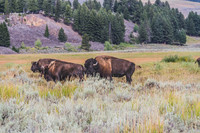 Buffalo