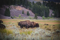 Buffalo