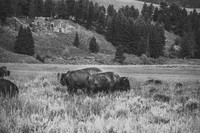 Buffalo