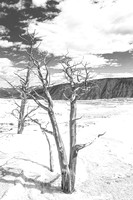 Mammoth Springs