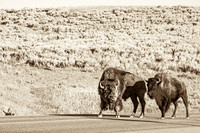 Yellowstone