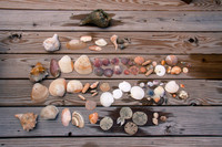 Seashells