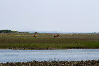 Shackleford Banks