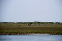 Shackleford Banks