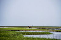 Shackleford Banks